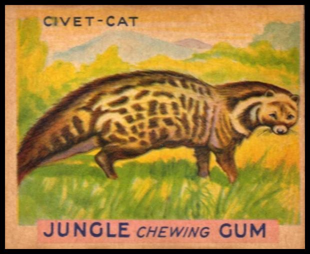 7 Civet Cat